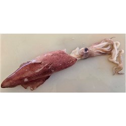 SQUID WHOLE ROUND ROC EXMOUTH AUST 5KG # BYEXSQWRUG05 SEA HARVEST