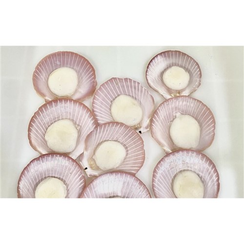 SCALLOPS HALF SHELL STANDARD 3KG # SCHSSTANIA BLUE SEAS